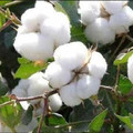 Purcootoon全棉母婴时代