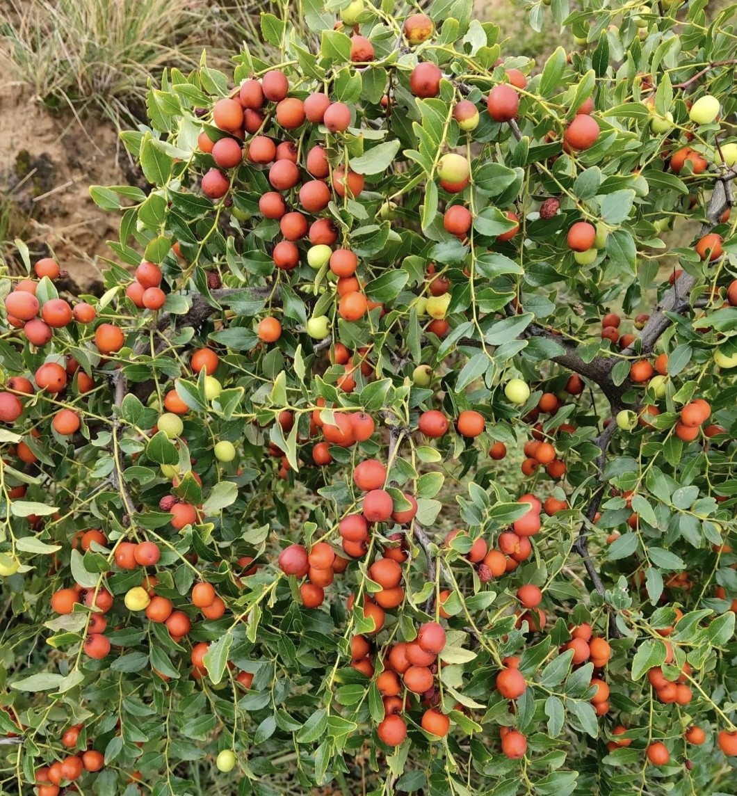 李荣山区助农收购野生药材