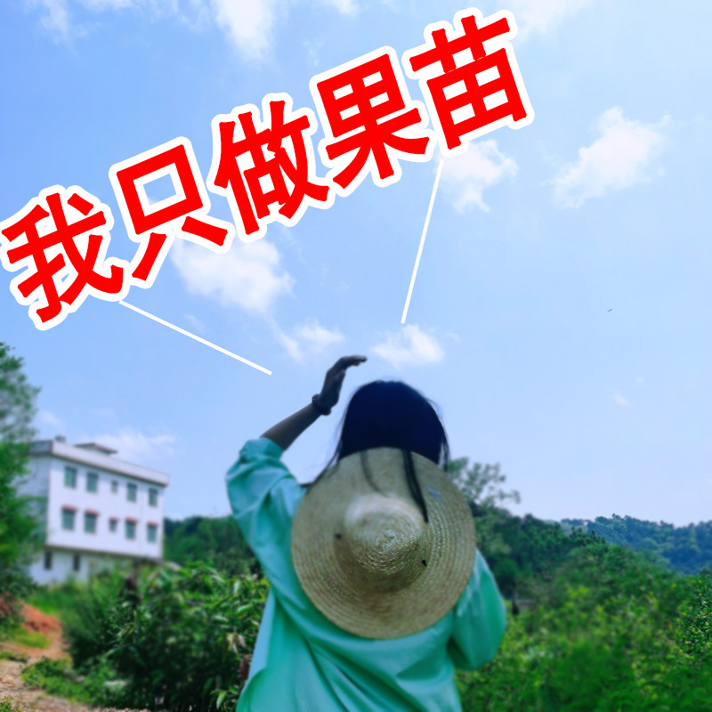 我只做果苗