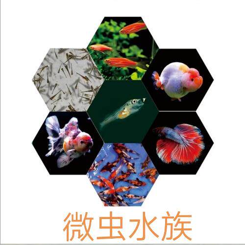 微虫水族