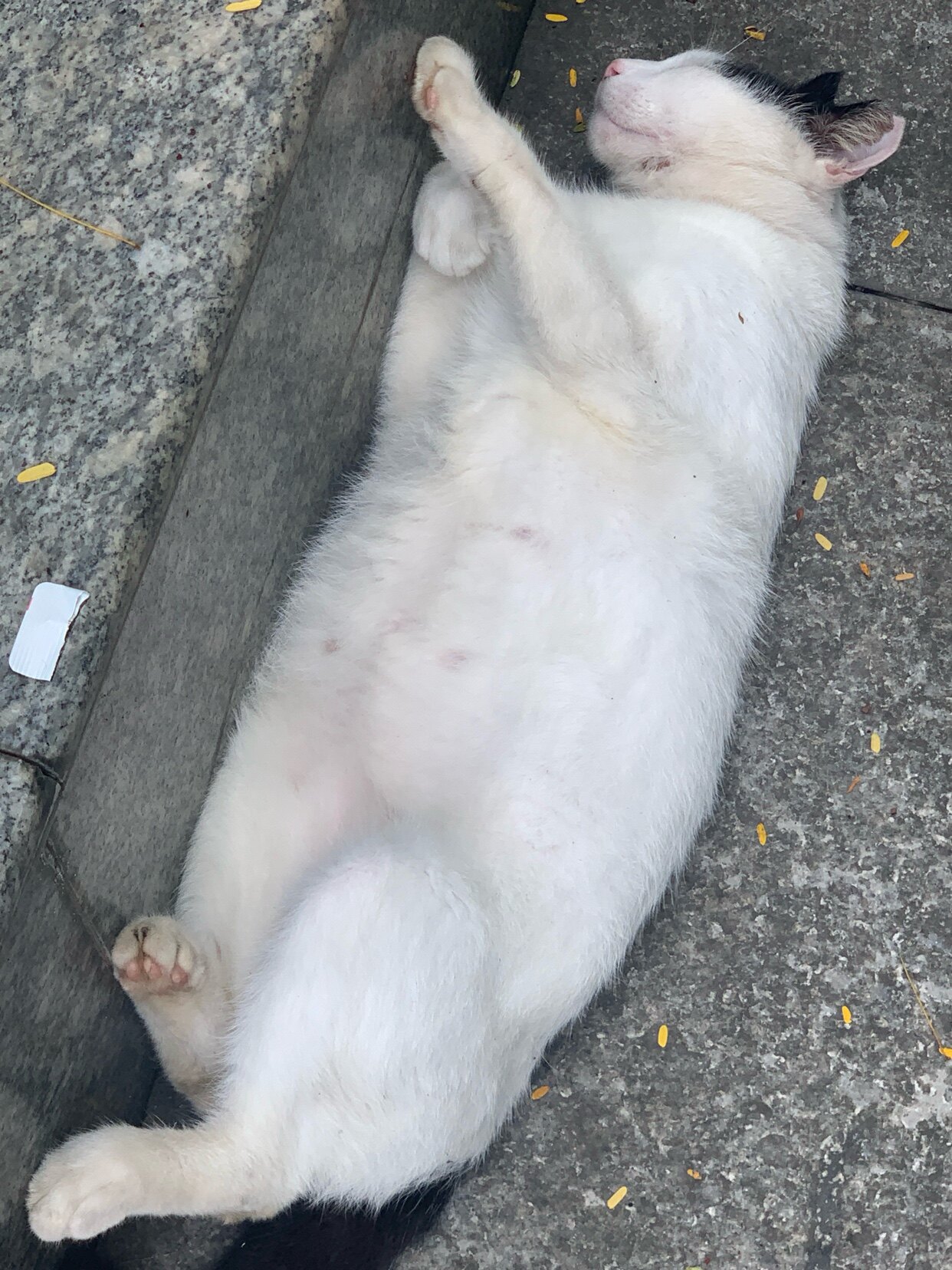 嘿嘿unn的小店