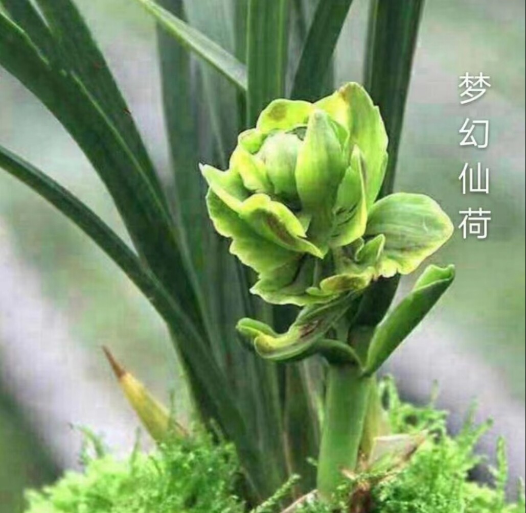 十里兰花田