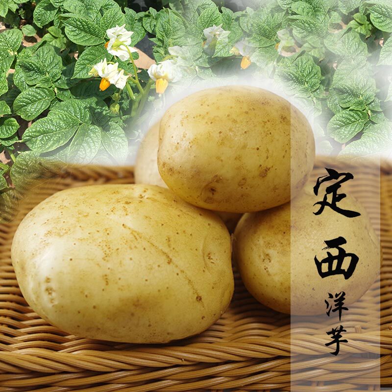 定西老田薯业