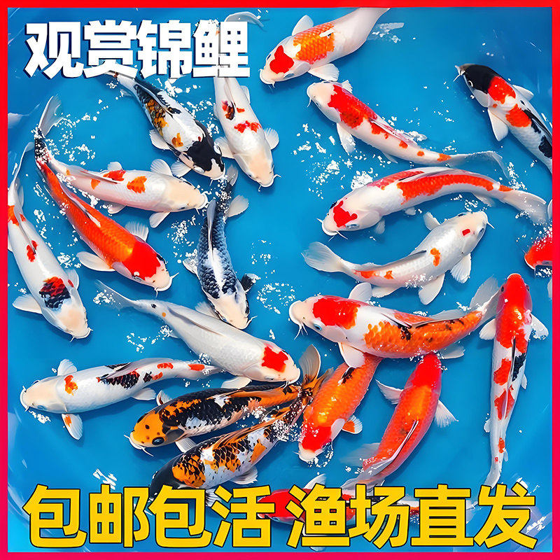 锦鲤养殖基地批发