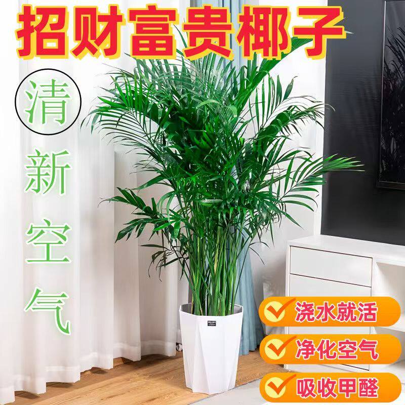 绿植基地直发