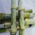 贵州常盛农业