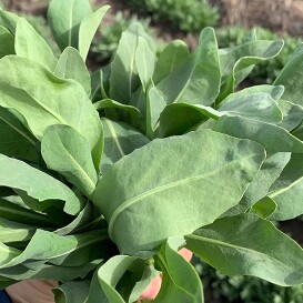 乌斯玛草商城