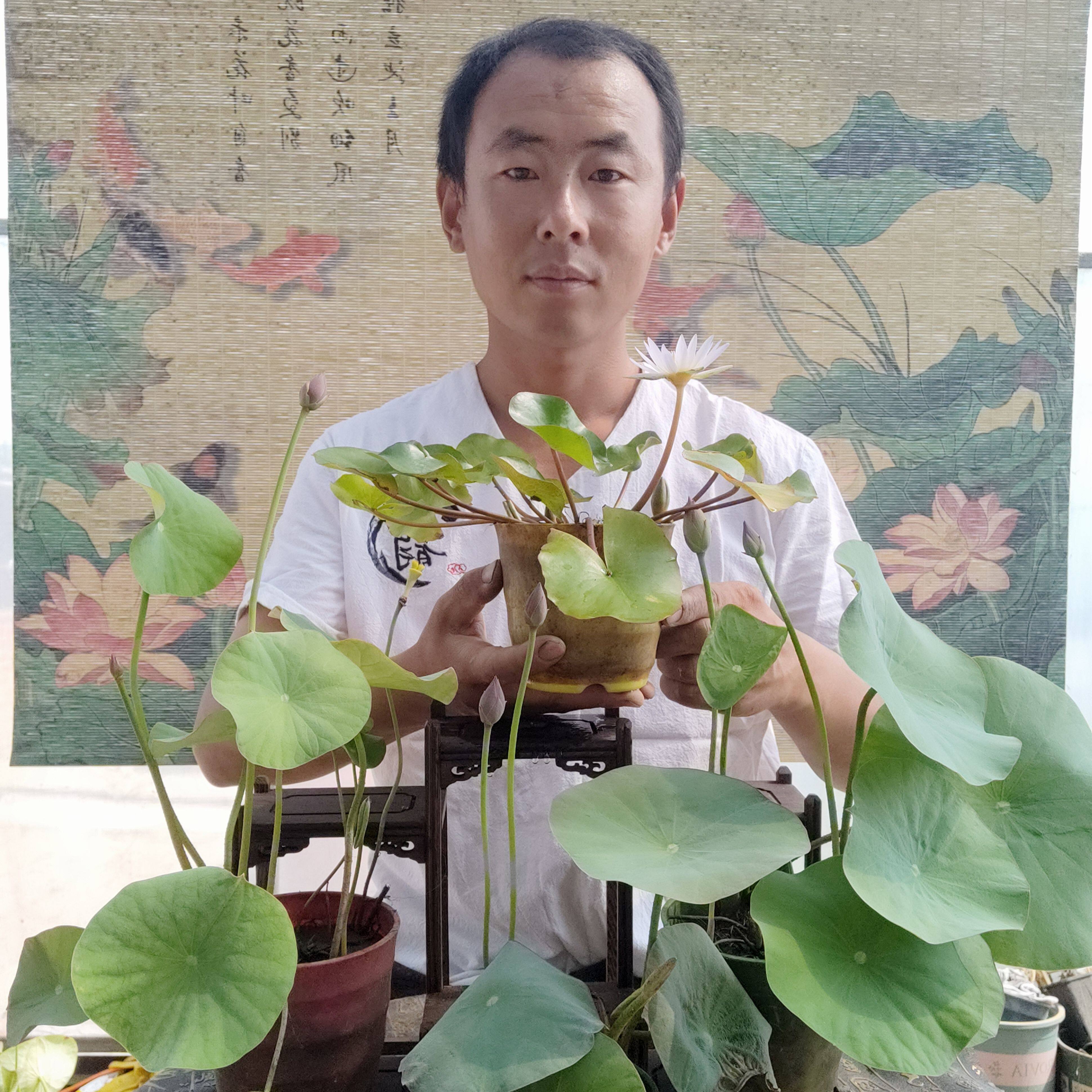 荷花哥 清菡荷园花卉园艺