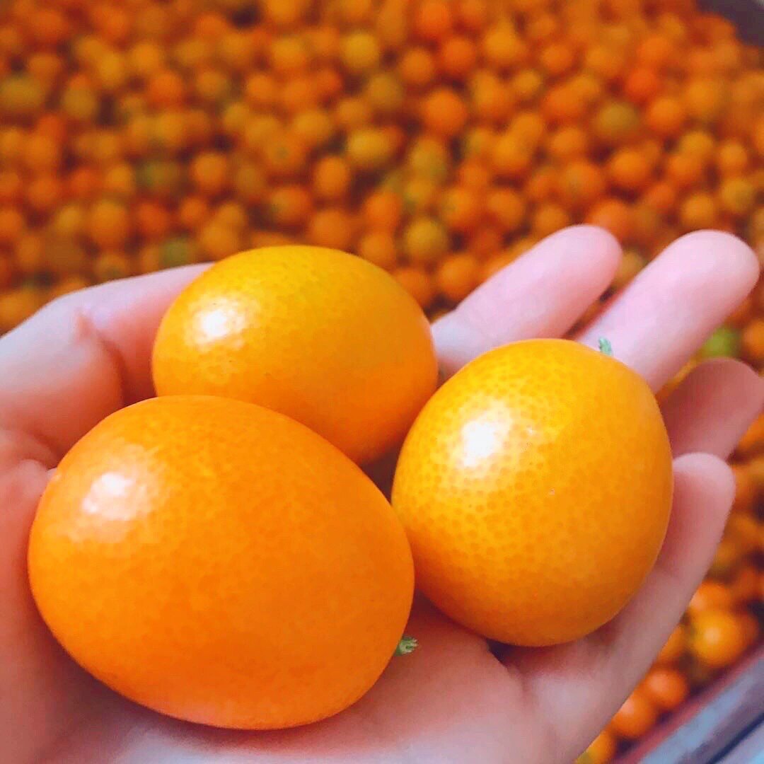 老毛家金桔