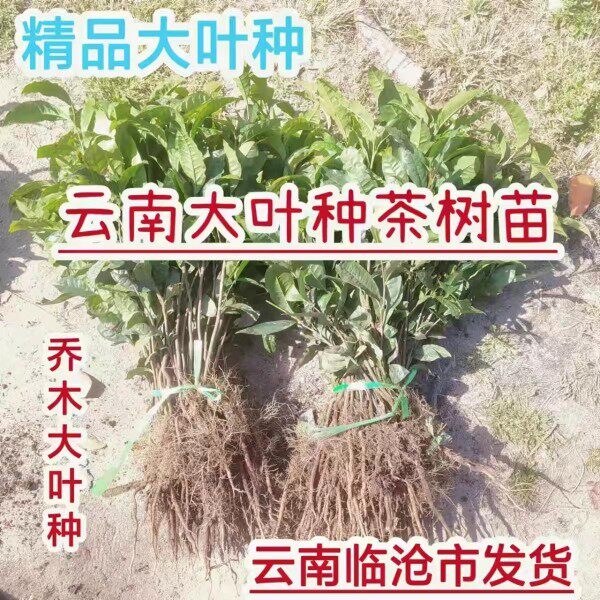 云南尚谷育茶