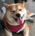 大黑宠物联盟