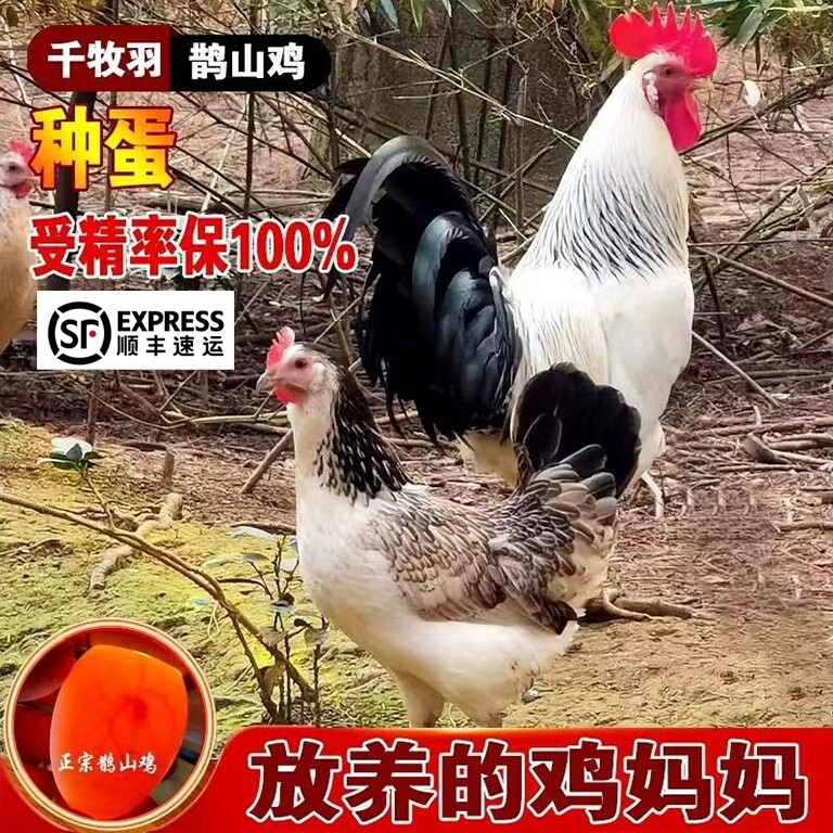 千牧羽种蛋孵化企业店