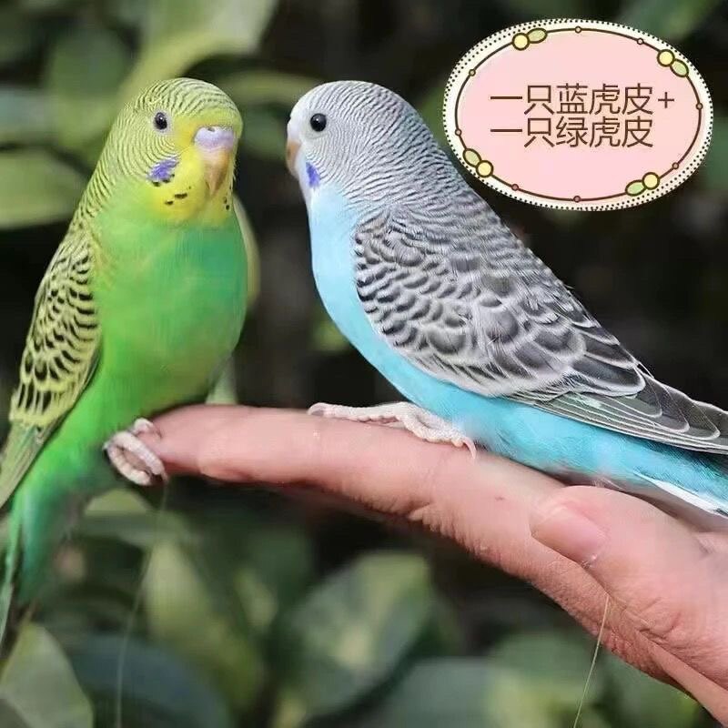 晰鑫宠物乐园