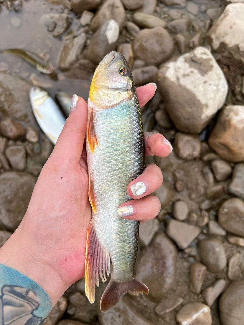 老康马口鱼