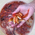 上海水族批发