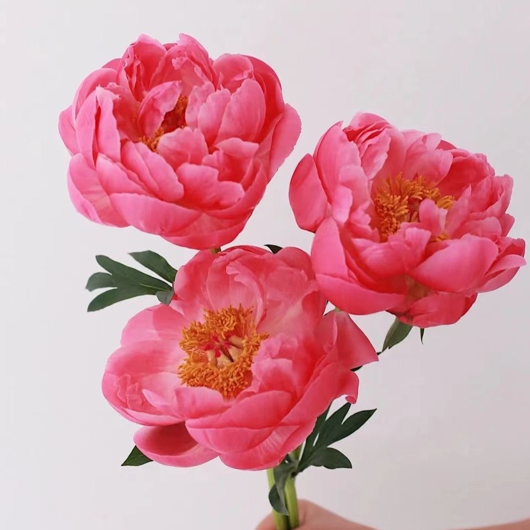 梦境鲜花甄选