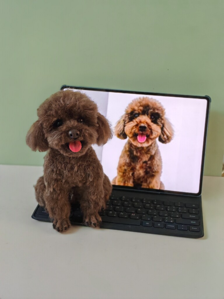 念宠羊毛毡手工坊