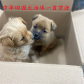 二小姐宠物