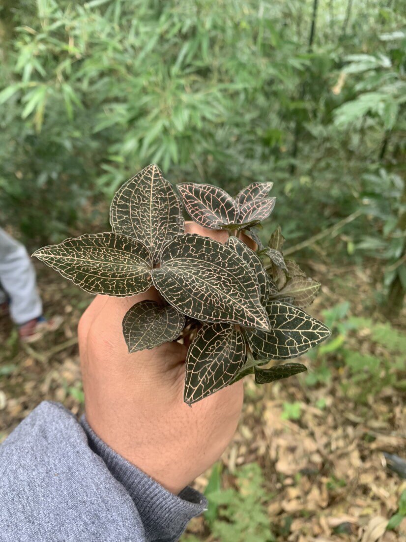 云南山货甄选