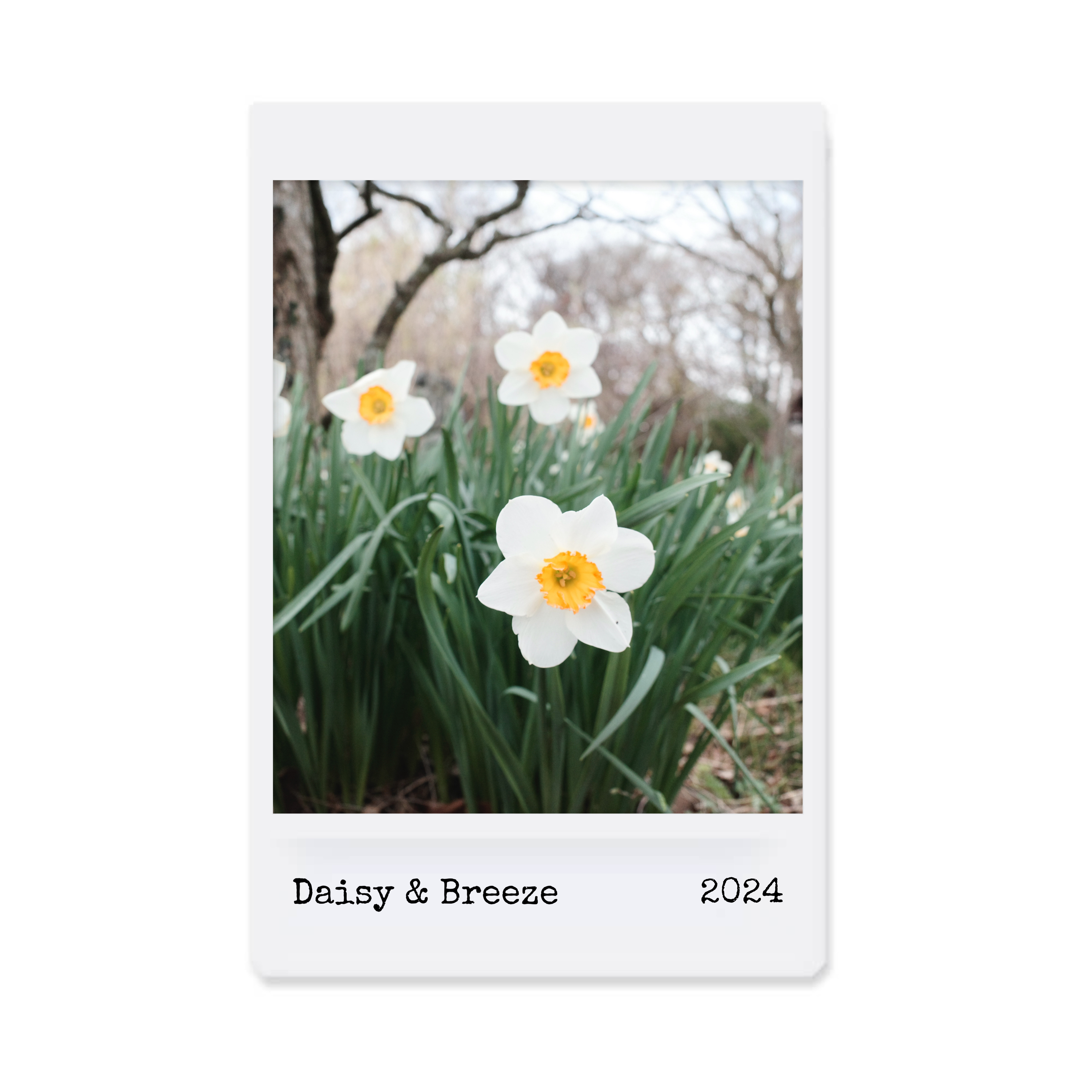 雏语清风 DaisyAndBreeze