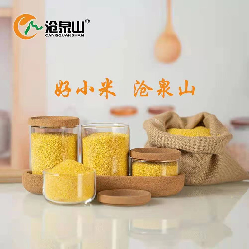 沧泉山小米