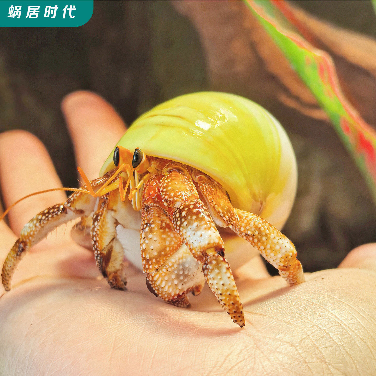 爬宠浪D