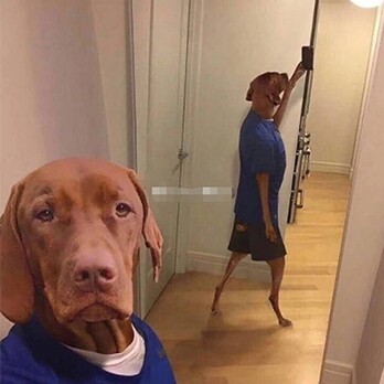 Dog Tidev二狗子