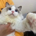 Cat 喵先森 宠物工作室