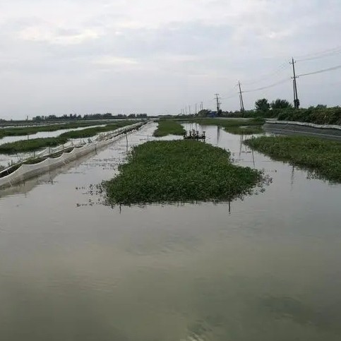 武汉鱼苗养殖基地