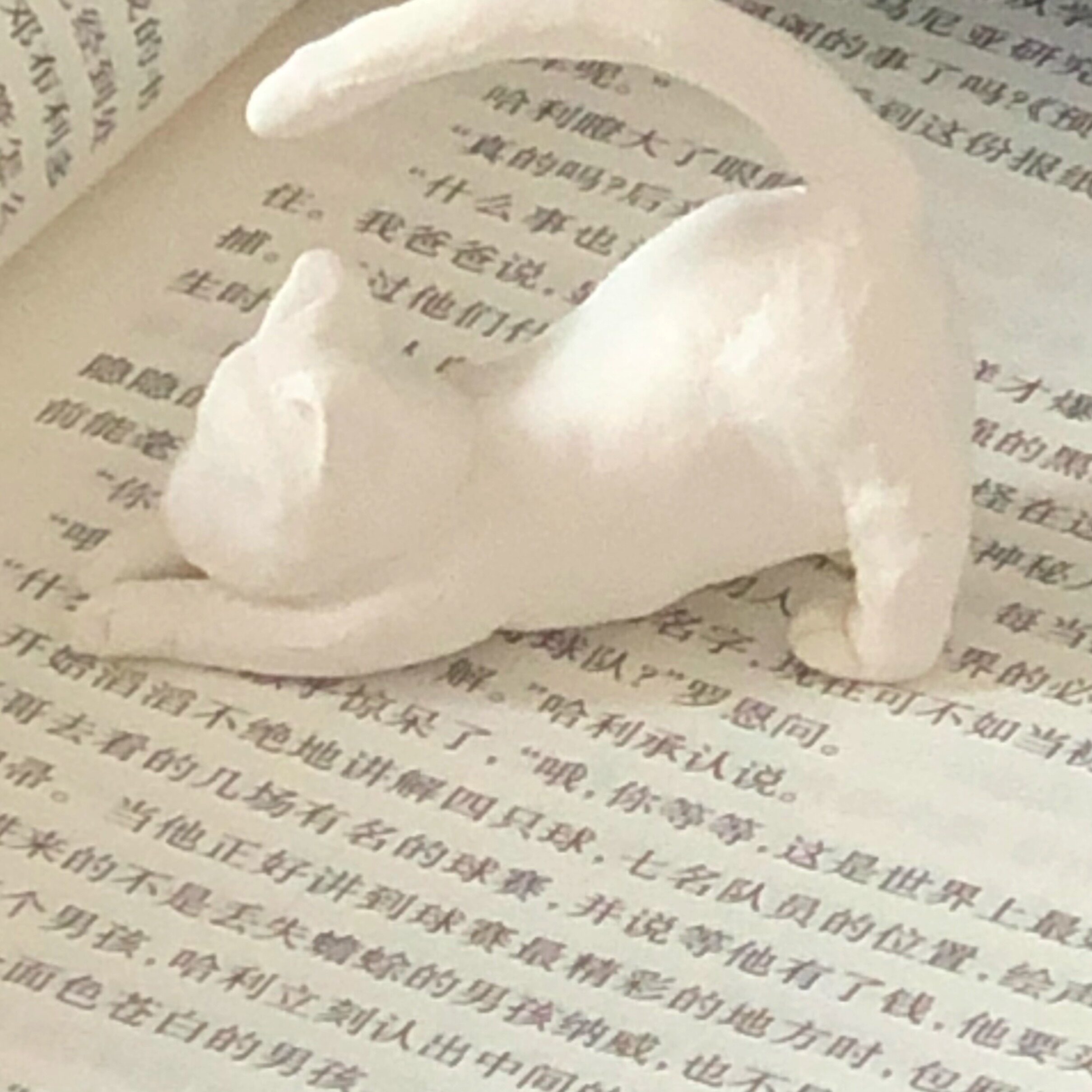 艾萌猫医