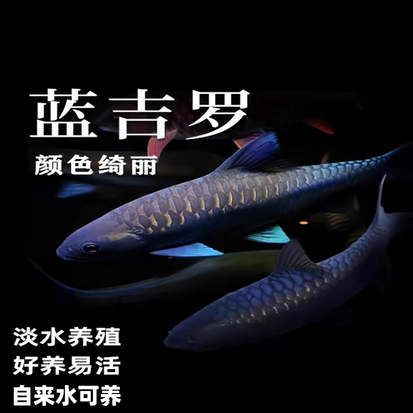 蓝吉罗鱼苗批发