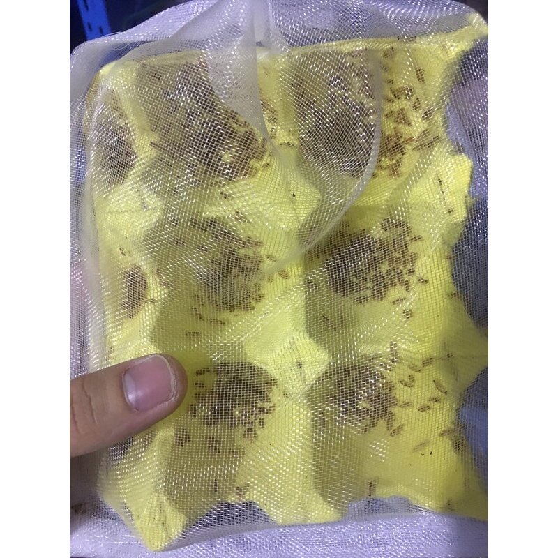 川蜀爬宠饲料养殖