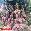 好育果树苗种植基地
