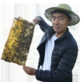疆小东养蜂生活