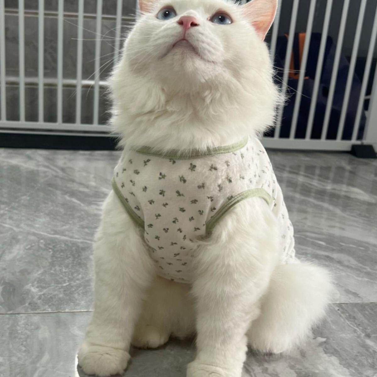 白糊涂MIAO