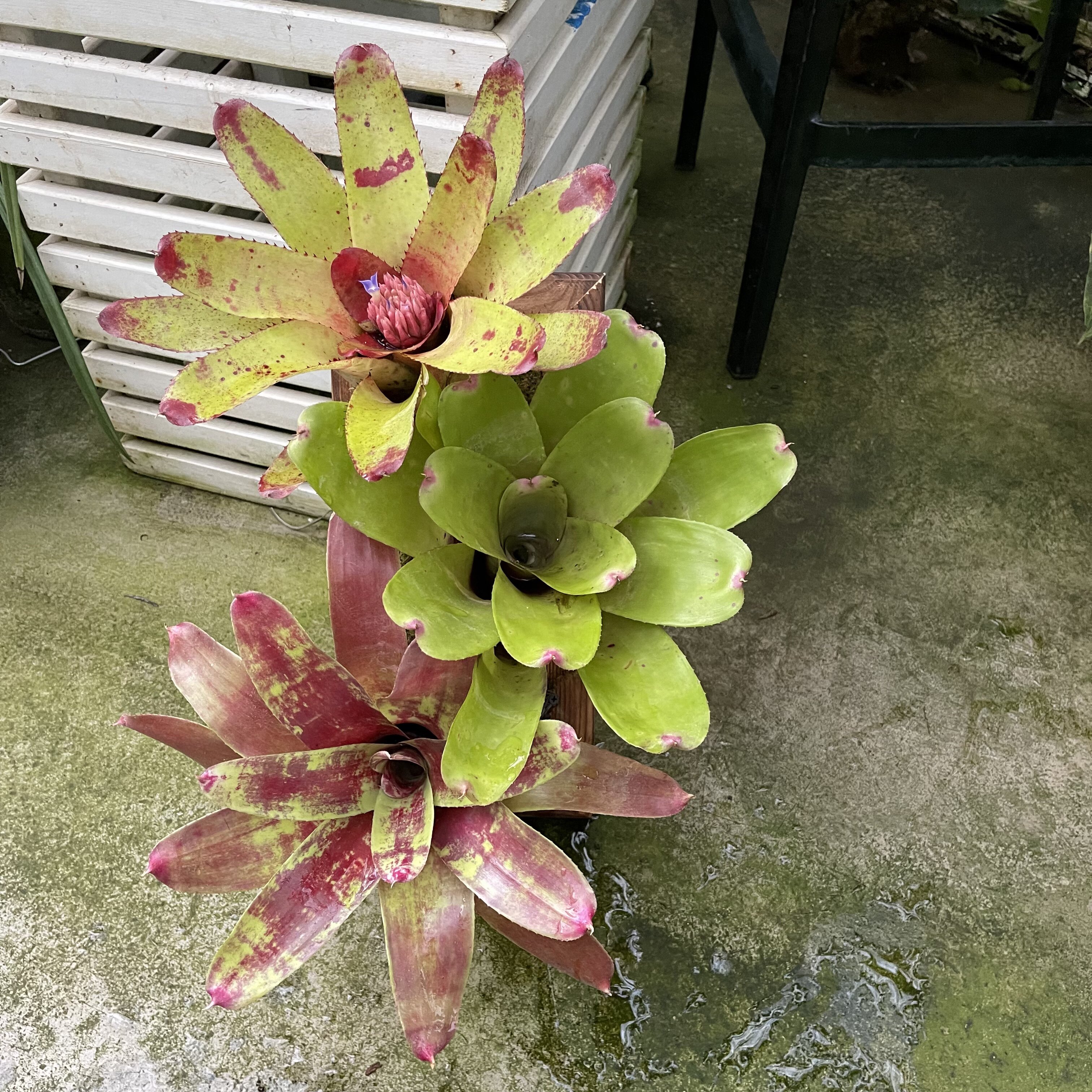 稀奇古怪orz