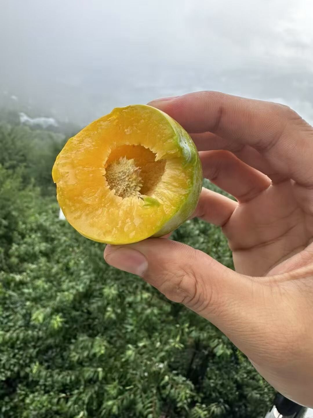 巫山县曲尺乡柑园村明铭脆李种植基地