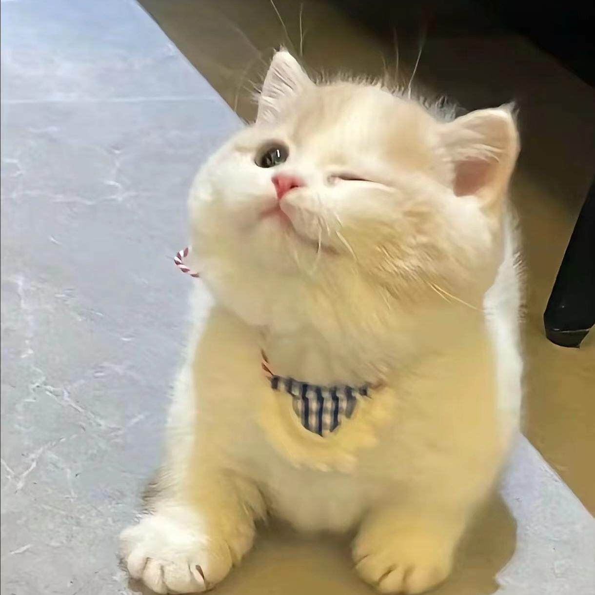 蛋挞是只猫