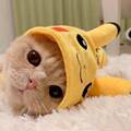 橘子猫Orange cat