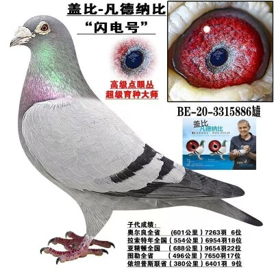 传说中的信鸽