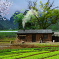 广东特产鲜草