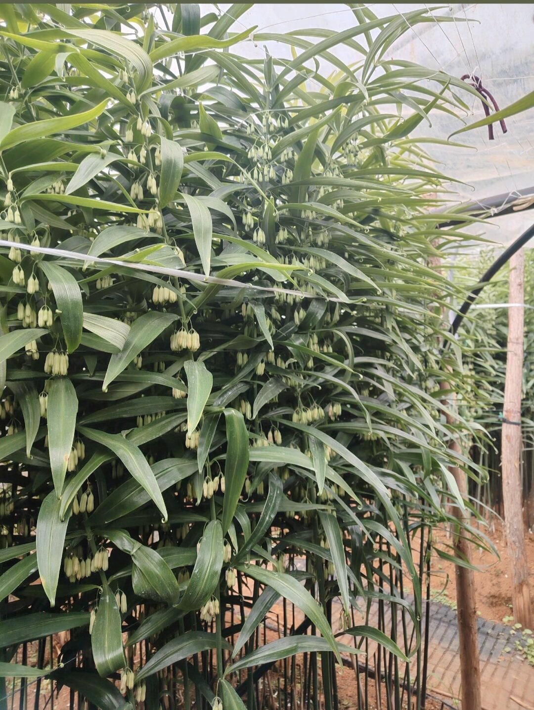 文哥黄精种植基地
