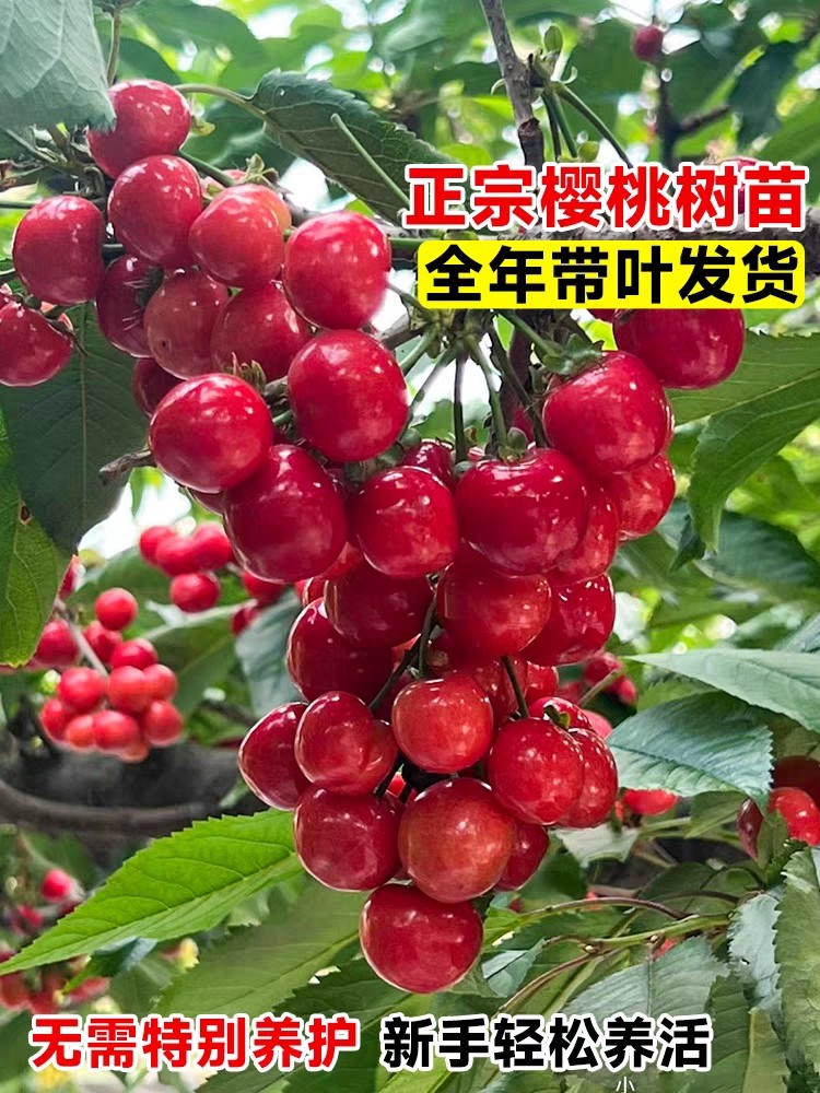 家园园艺