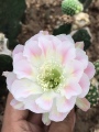 豫花园花卉种植基地