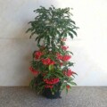 杰能花卉