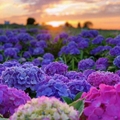 千卉花坊
