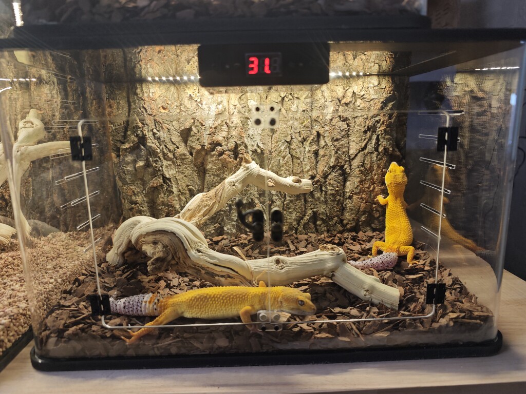 宠小牛体验店