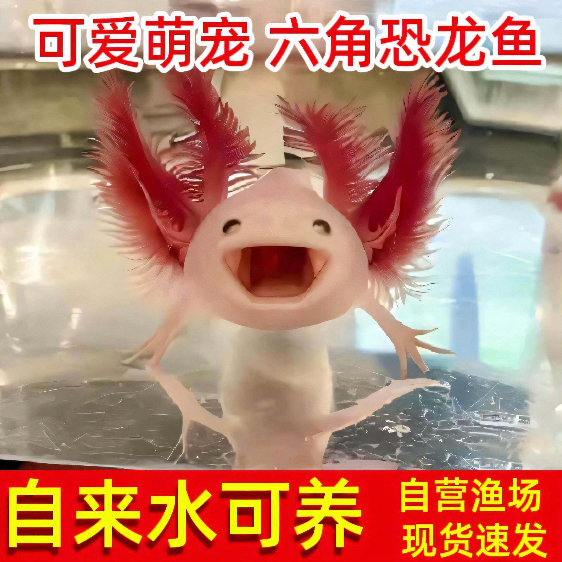 山水水族