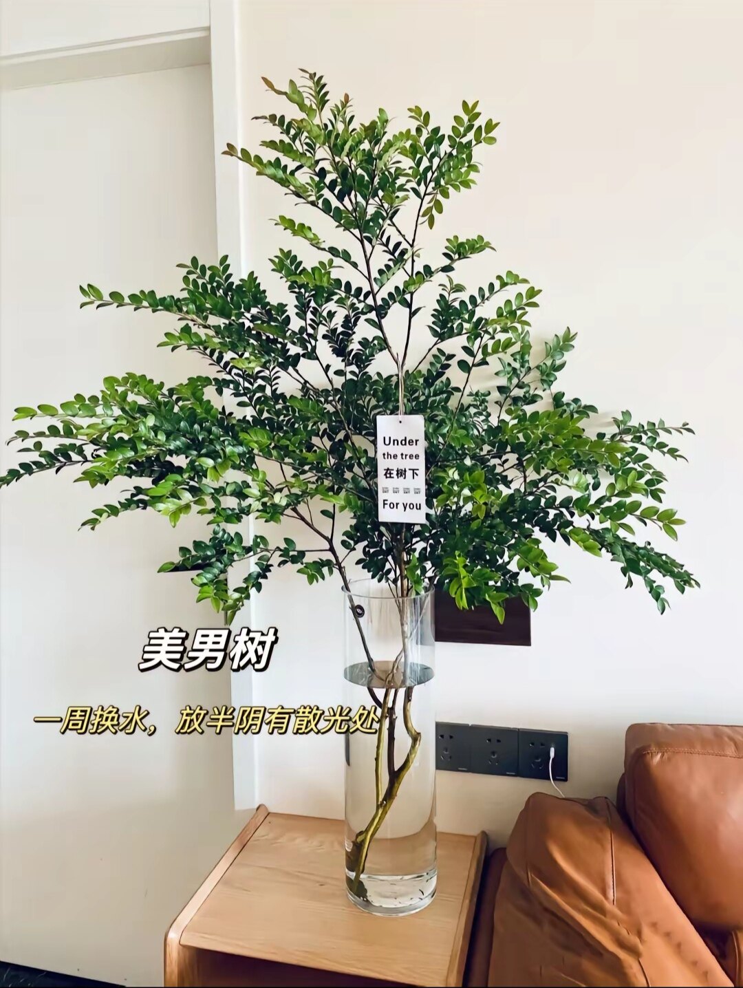 美男树基地