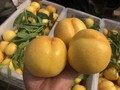 沂蒙桃子姑娘